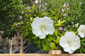 Diana Rose of Sharon Hibiscus syriacus ‘Diana’ – 2 Gallon Live Plant (White Flowers)