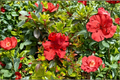 Girard’s Hot Shot Azalea - 1 Gallon Live Evergreen Shrub, Red Flowers, Partial Shade
