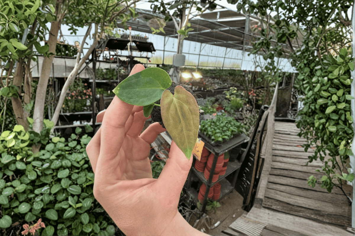 Anthurium Guna Yala × Black Velvet Eastern Panama Starter Plants – 2 Bare Root