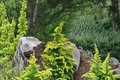 Hinoki Cypress Well’s Special (Chamaecyparis obtusa) 10" Live Plant in 1 gal Pot