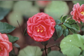 Japanese Camellia 'Lady Laura Red' 1 Gallon Live Plant | Camellia japonica Red Evergreen Shrub
