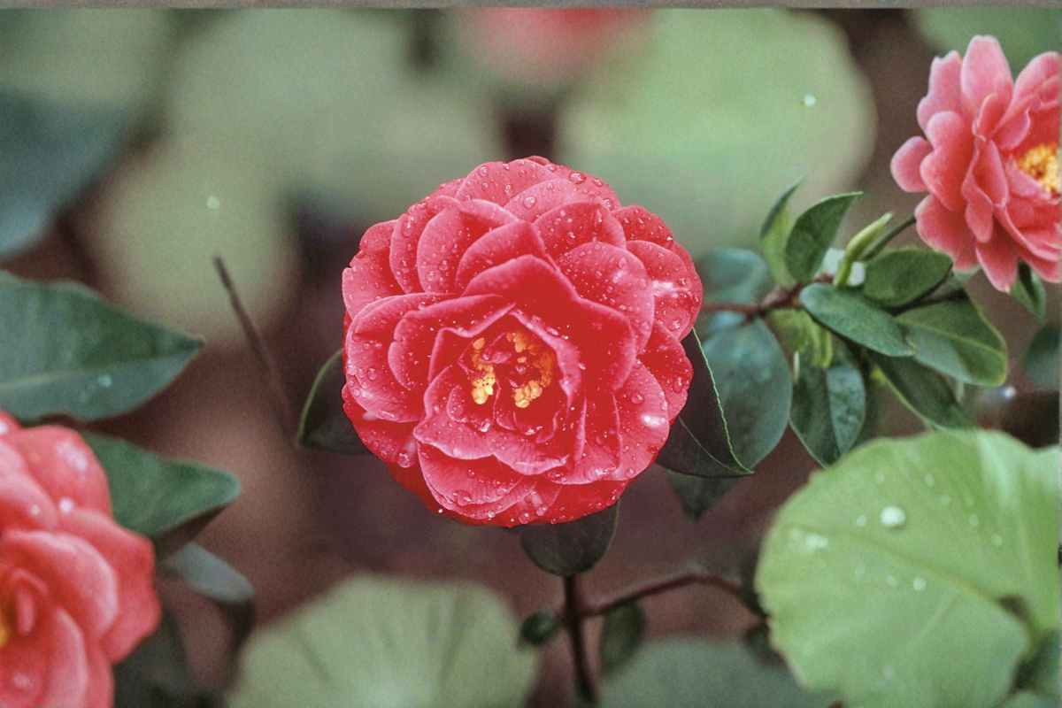 Japanese Camellia 'Lady Laura Red' 1 Gallon Live Plant | Camellia japonica Red Evergreen Shrub