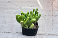 Gollum Jade Crassula Ovata ‘Gollum’ – 2-Inch Rooted Gollum Jade Shrek Ear Succulent