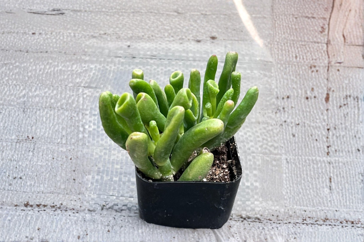 Gollum Jade Crassula Ovata ‘Gollum’ – 2-Inch Rooted Gollum Jade Shrek Ear Succulent