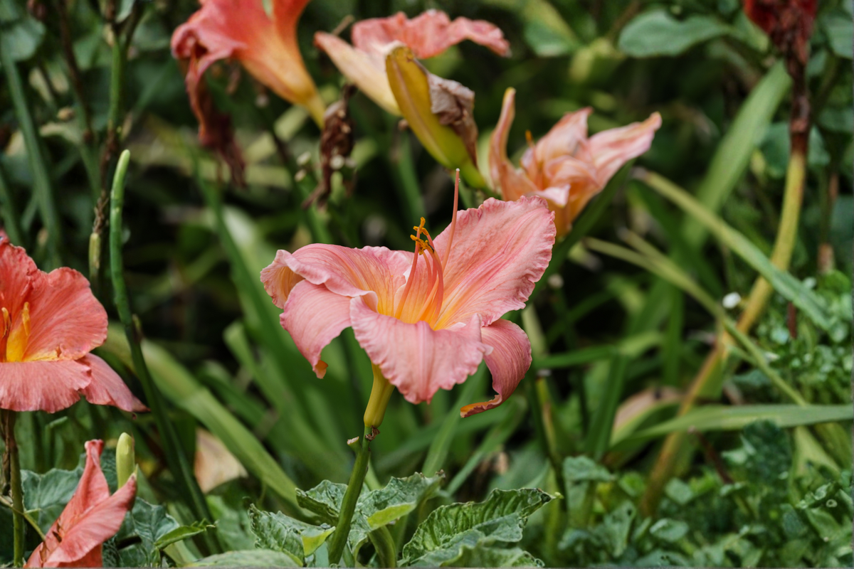 Rosy Returns Daylily 3 Rooted Starters in 1 Quart Pots | Hemerocallis 'Rosy Returns'
