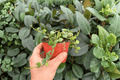 Hoya Curtisii - 2 Live Plants in 4-Inch Pots (Exact Plants)