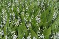 Lily of the Valley Convallaria majalis Bare Root Plants - 20 White Ground Cover