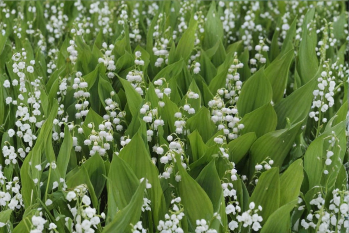 Lily of the Valley Convallaria majalis Bare Root Plants - 20 White Ground Cover