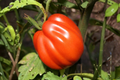 Goldman’s Italian American Tomato Seeds - Rare Beefsteak Heirloom (20 Seeds)
