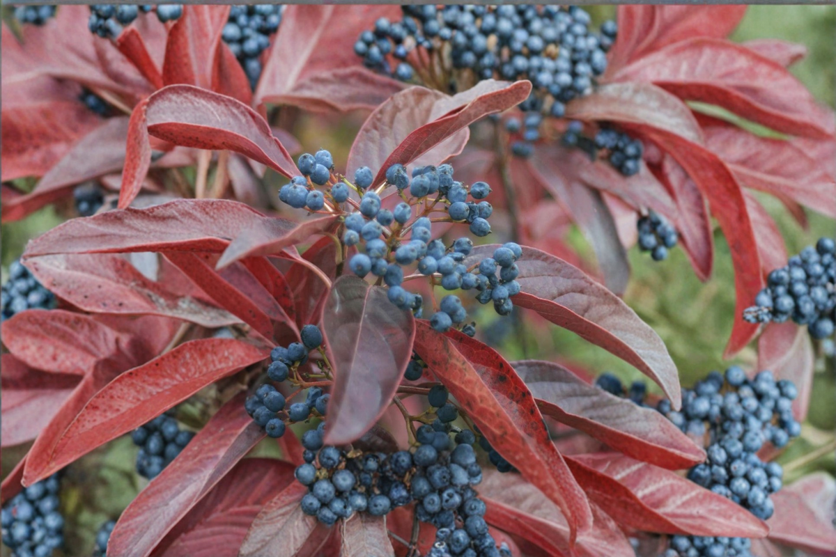 Winterthur Viburnum Nudum 'Winterthur' 2 Gallon – White Flowers, Pink-Blue Berries, Native Deciduous Shrub