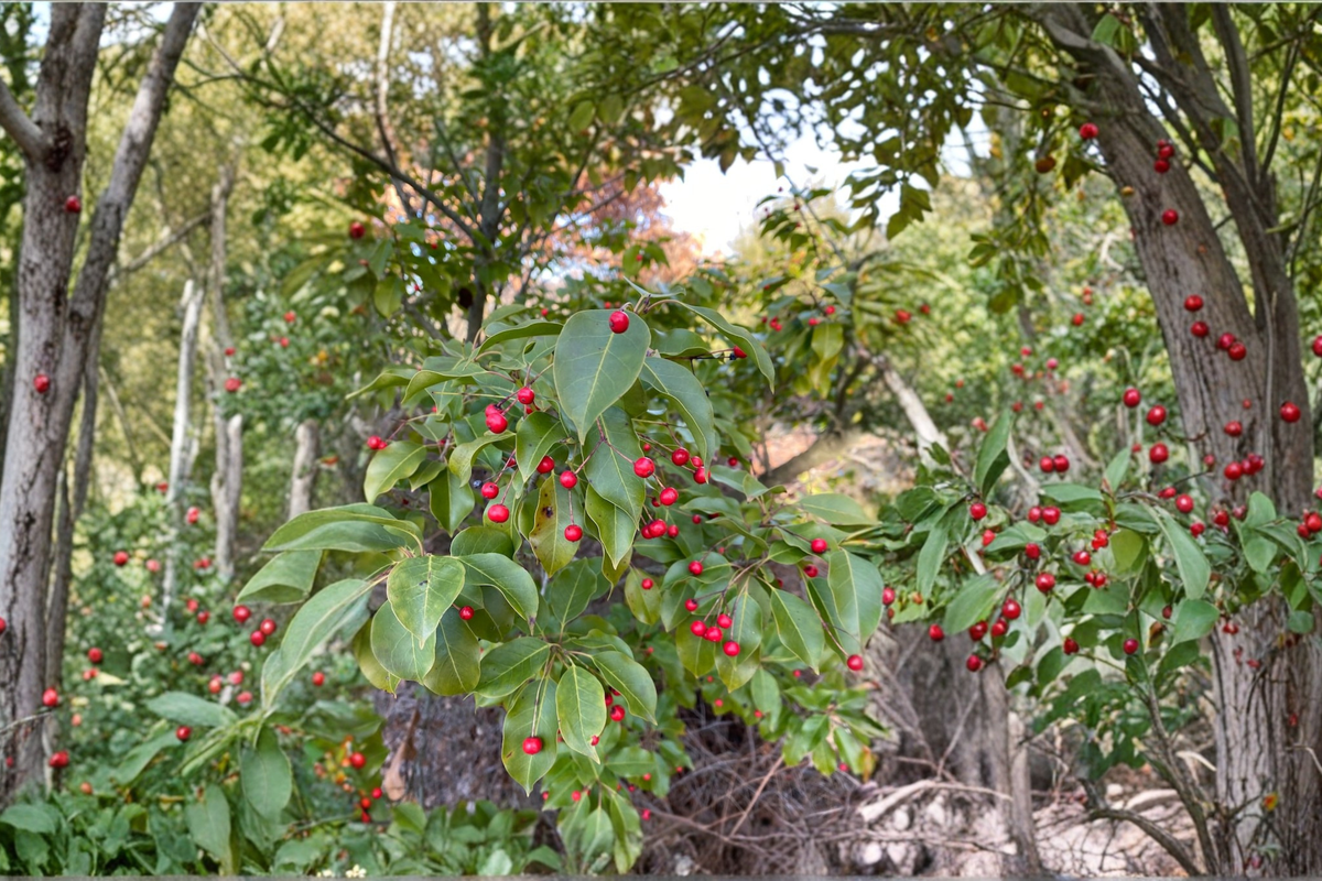 Female Longstalk Holly Ilex pedunculosa - 2 Gallon Live Plant