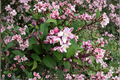 Nikko Blush Deutzia - Deutzia crenata 'Nikko Blush' 1 Gallon Live Plant