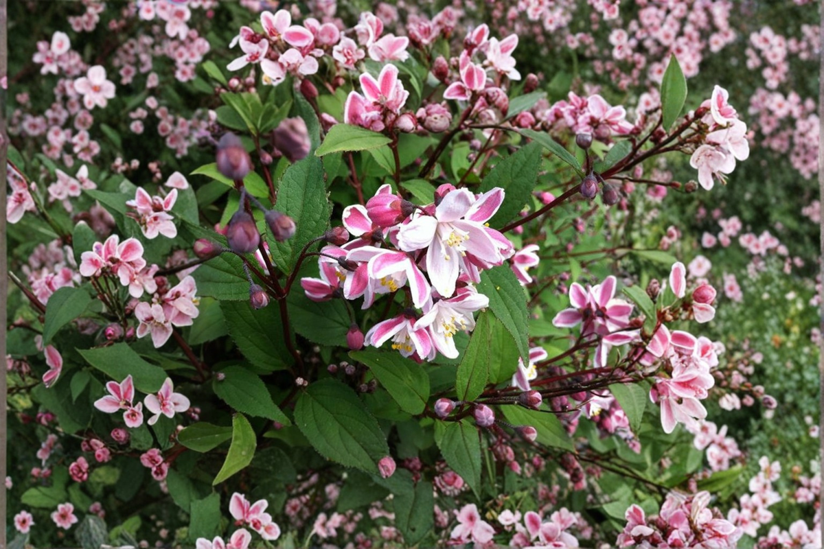 Nikko Blush Deutzia - Deutzia crenata 'Nikko Blush' 1 Gallon Live Plant