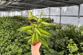 Hoya Macrophylla Pot of Gold - 2 Live Plants in 4-Inch Pots