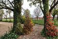 Norway Spruce Rubra Spicata – 12" Live Picea abies in 1 Gal Pot (Evergreen)