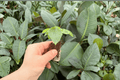 Alocasia Shattered Glass Live Starter Plants (2) – Exact Plants