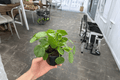 2 Pilea peperomioides - Chinese Money Plant Live Plants in 4" Pots
