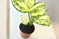 Super White Aglaonema (White Chinese Evergreen) 2-Inch Rooted Starter Plant