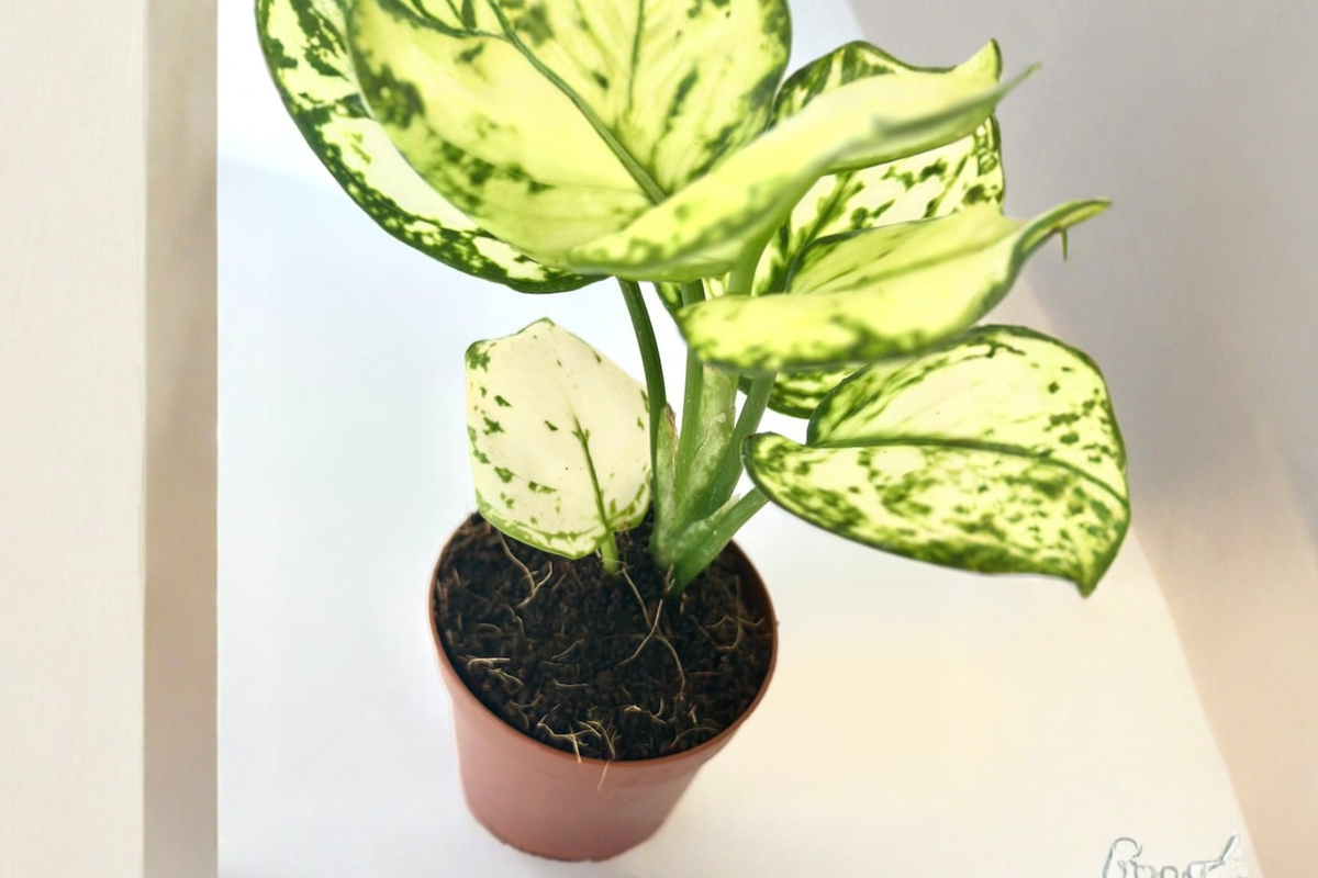 Super White Aglaonema (White Chinese Evergreen) 2-Inch Rooted Starter Plant