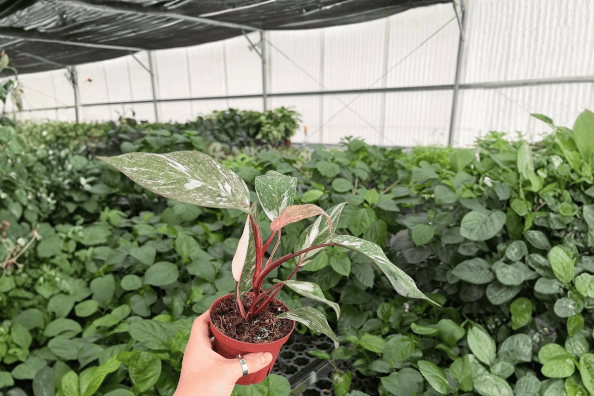 Philodendron Pink Naomi (2 Live Plants) – 4-Inch Pots, Exact Plants Shipped