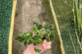 Begonia 'Unique' Starter Plants — 2 Bare Root Live Begonias