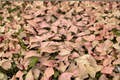 Syngonium Pink Perfection - Rooted Starter Plant in 2-Inch Pot