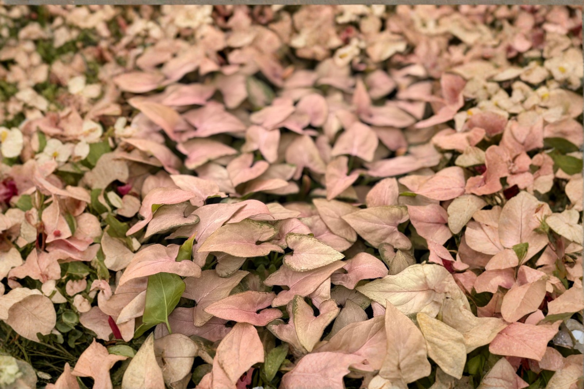 Syngonium Pink Perfection - Rooted Starter Plant in 2-Inch Pot
