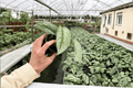 Scindapsus Exotica 2 Live Plants | 4-Inch Pots | Scindapsus pictus ‘Exotica’