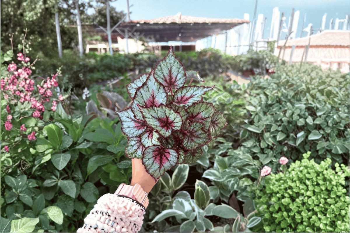 Harmony’s Crimson Oak Begonia — 2 Exact Live Plants in 4-Inch Pots