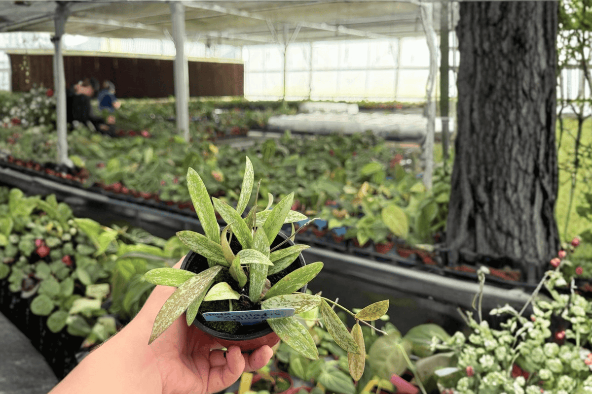 Hoya sigillatis Splash - 2 Live Plants in 4-Inch Pots