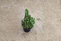 Fairy Castle Cactus Live Plant - Starter Aloe? (No) Actually Acanthocereus tetragonus Fairy Castle Cactus | Starter Plant