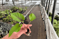 Adelonema Red Velvet 2-Pack Starter Plants - 2-inch Bare Root