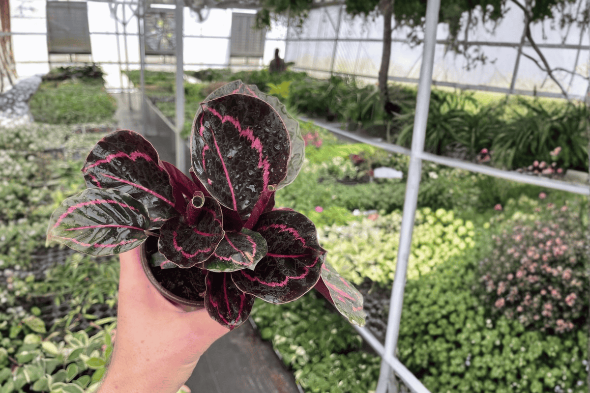 Calathea Dottie (Goeppertia roseopicta 'Dottie') - 2 Live Plants in 4-Inch Pots