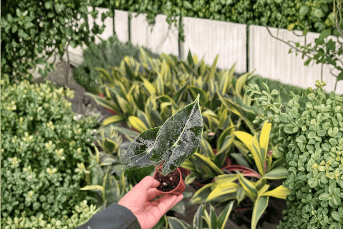 Alocasia Dragon’s Tooth Starter Plants (2) – Alocasia longiloba ‘Dragon’s Tooth’
