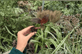 Ludisia discolor Jewel Orchid Starter Plants — 2-Pack, 2-Inch Pots (Bare Root)
