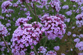 Purpletop Vervain Live Plant in 4-Inch Pot | Verbena bonariensis