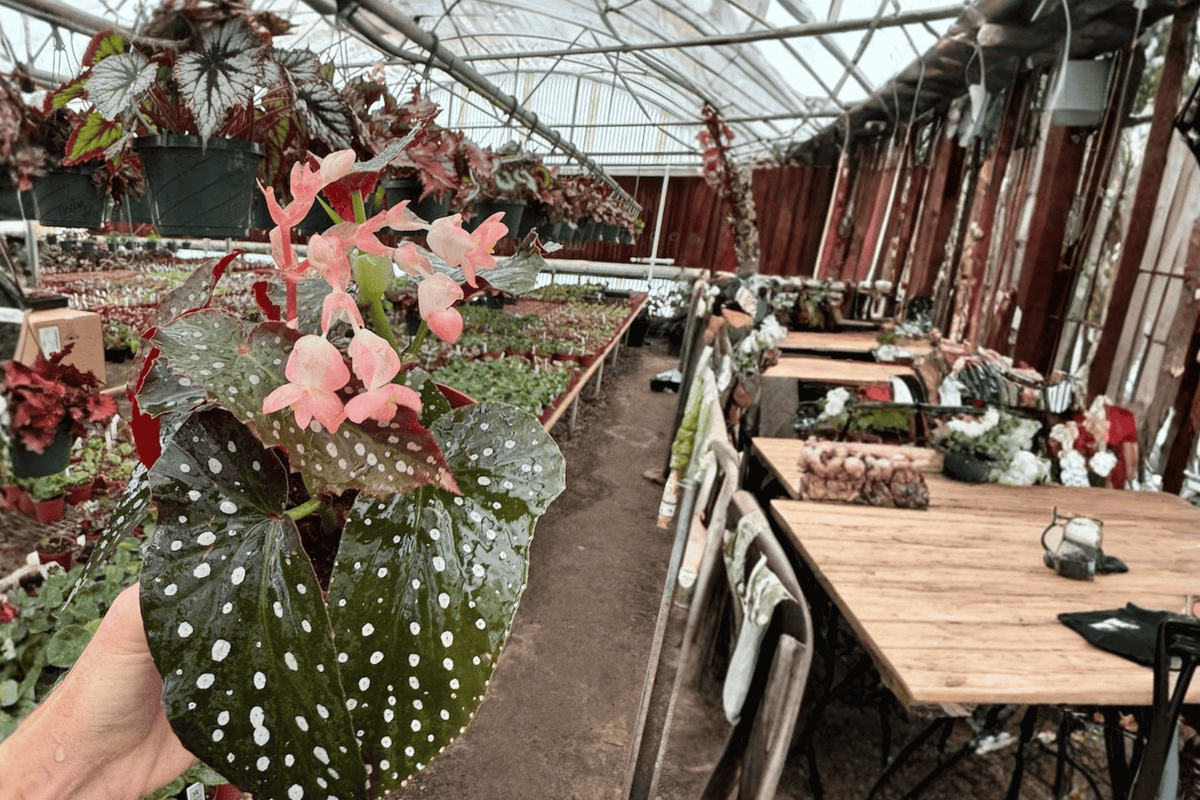 Harmony’s Whimsy Begonia - 2 Live Plants in 6-Inch Bare-Root Potless