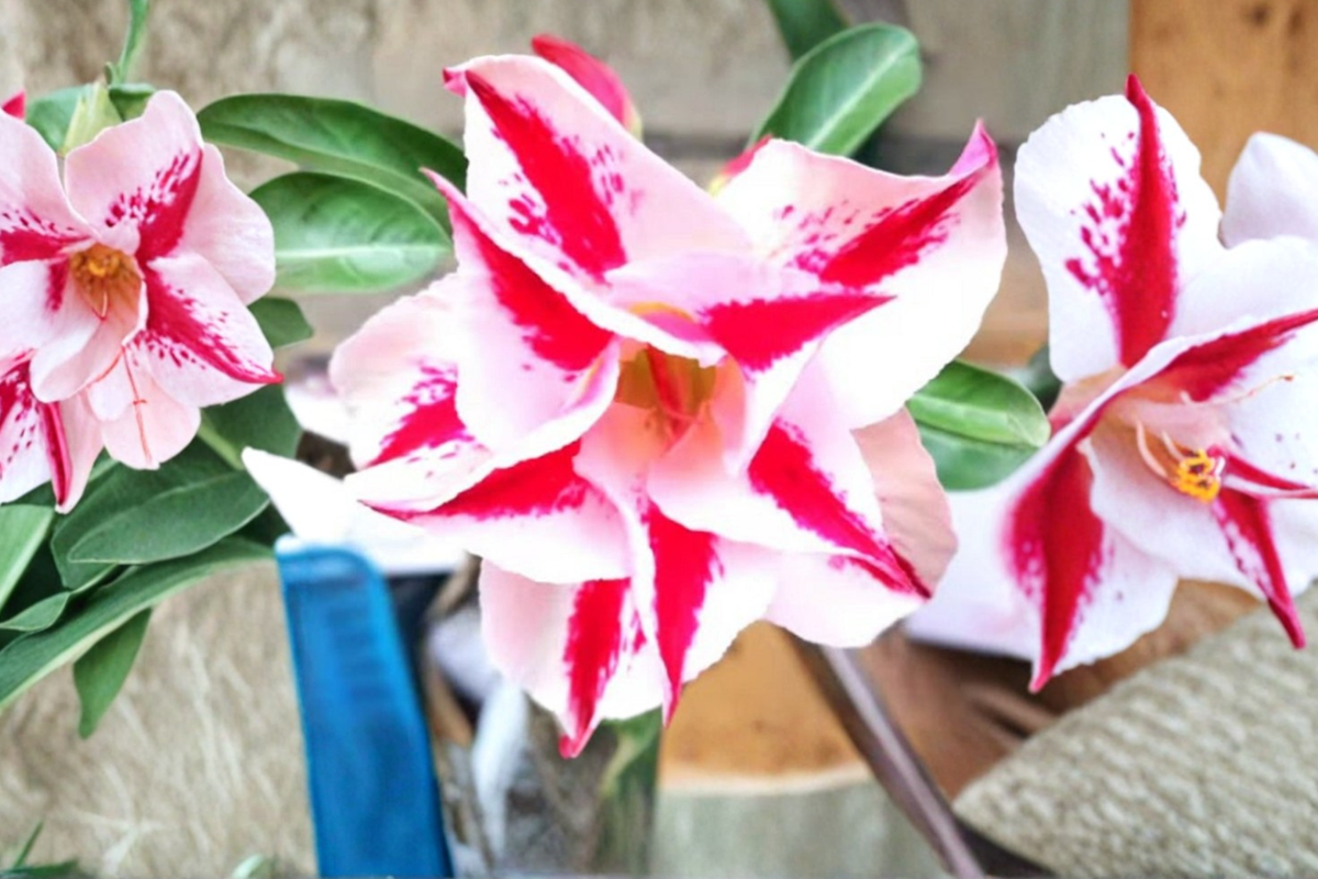 Star Crown Desert Rose Seeds Adenium Obesum - 10 Mixed Color Seeds