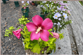 Rubis Rose of Sharon Hibiscus syriacus ‘Rubis’ - 2-Gallon Live Shrub