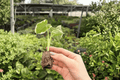 Alocasia Mickey Mouse Starter Plants (2) - Xanthosoma ‘Mickey Mouse’