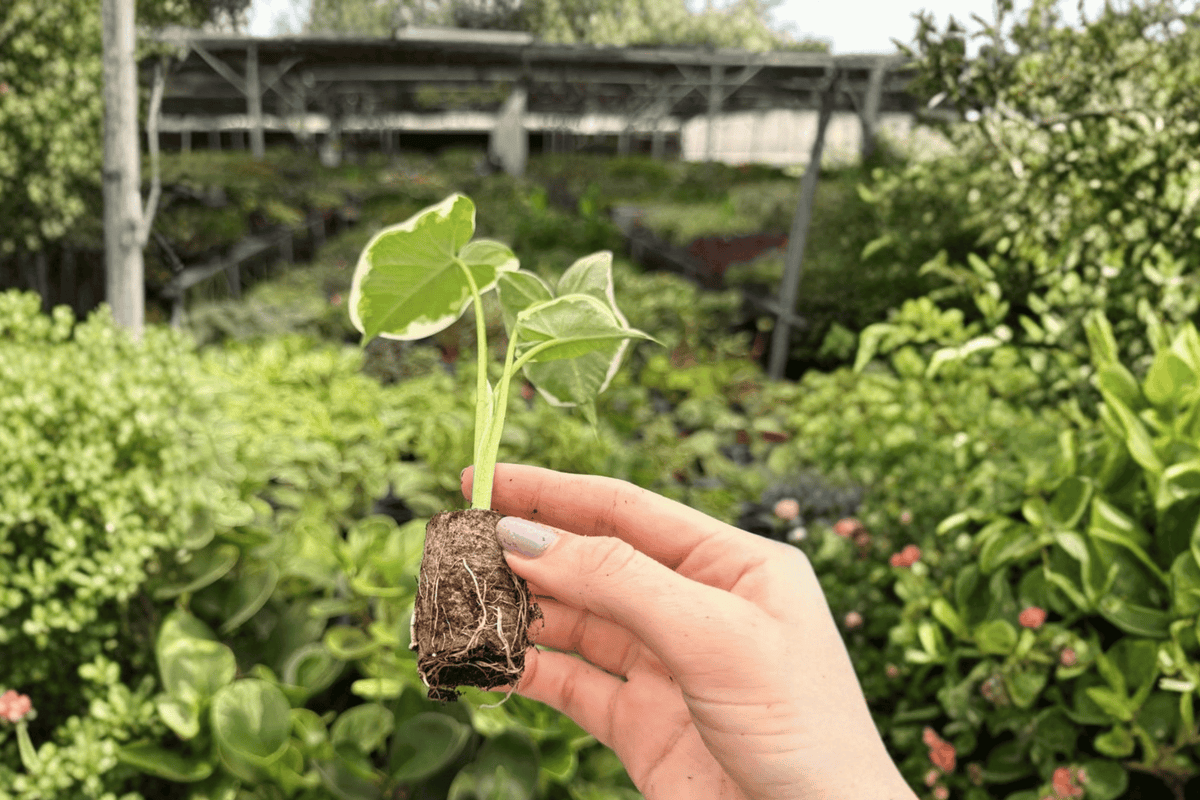 Alocasia Mickey Mouse Starter Plants (2) - Xanthosoma ‘Mickey Mouse’