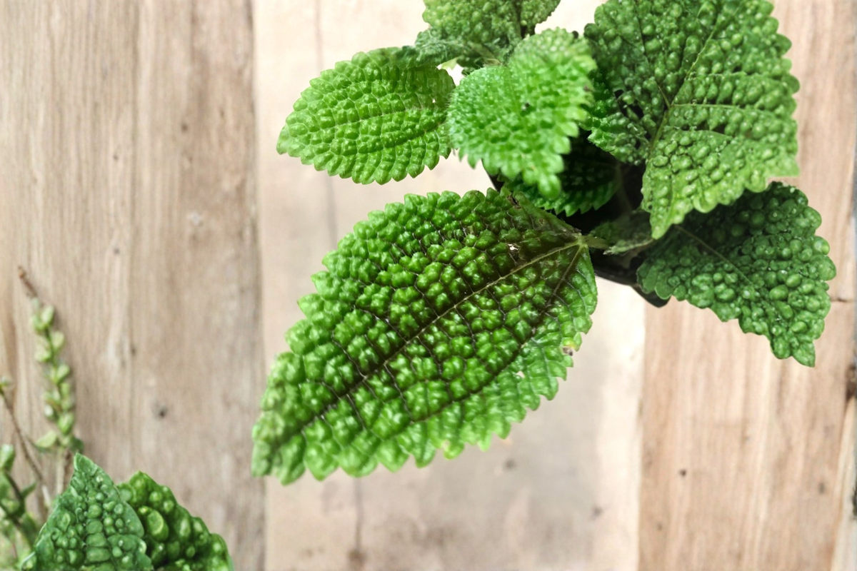 Moon Valley Friendship Plant (Pilea mollis) - 2.5" Rooted Live Plant