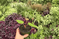 Anthurium Subsignatum x Regale – 2 Live Hybrid Plants in 4" Pots