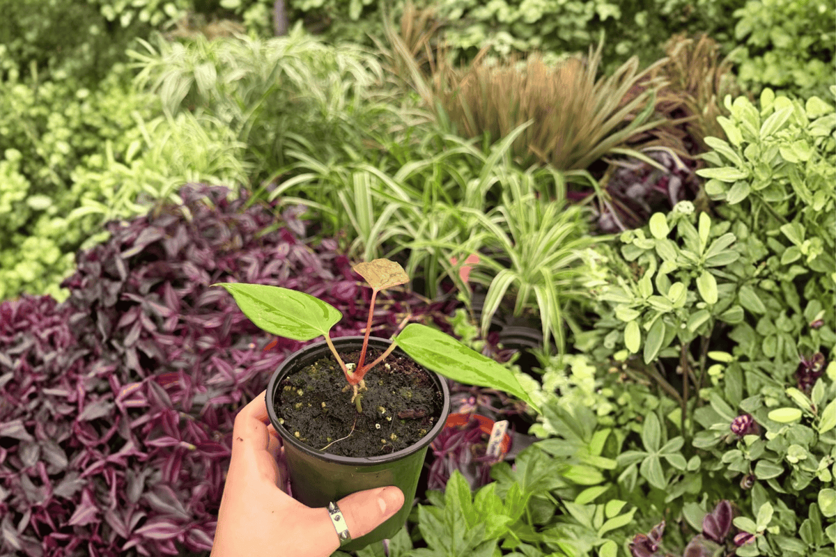 Anthurium Subsignatum x Regale – 2 Live Hybrid Plants in 4" Pots