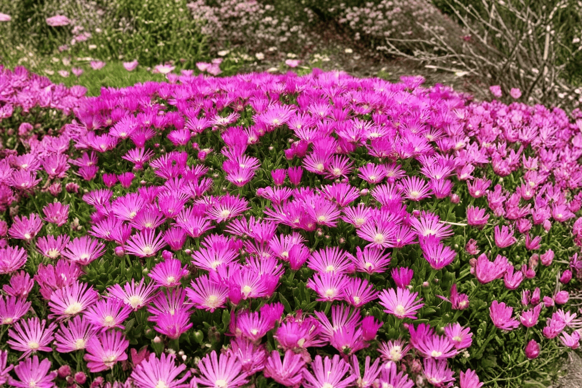Fuchsia Ice Plant (Delosperma cooperi) - 1 Live Plant in 4-Inch Pot