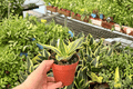 Golden Hahnii Snake Plant (Dracaena trifasciata) - 2 Live Plants in 4-Inch Pots