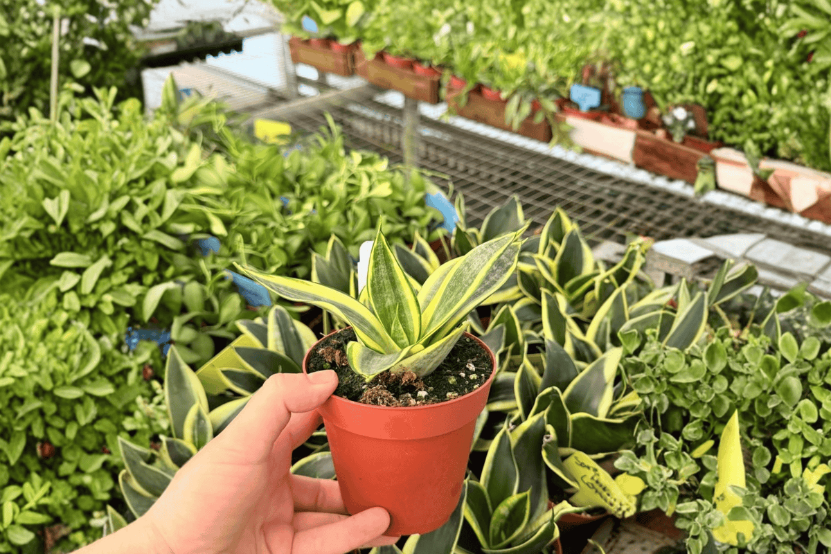 Golden Hahnii Snake Plant (Dracaena trifasciata) - 2 Live Plants in 4-Inch Pots