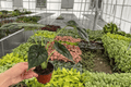 Alocasia baginda Dragon Scale 2-Plant 4-Inch Pot Live Set