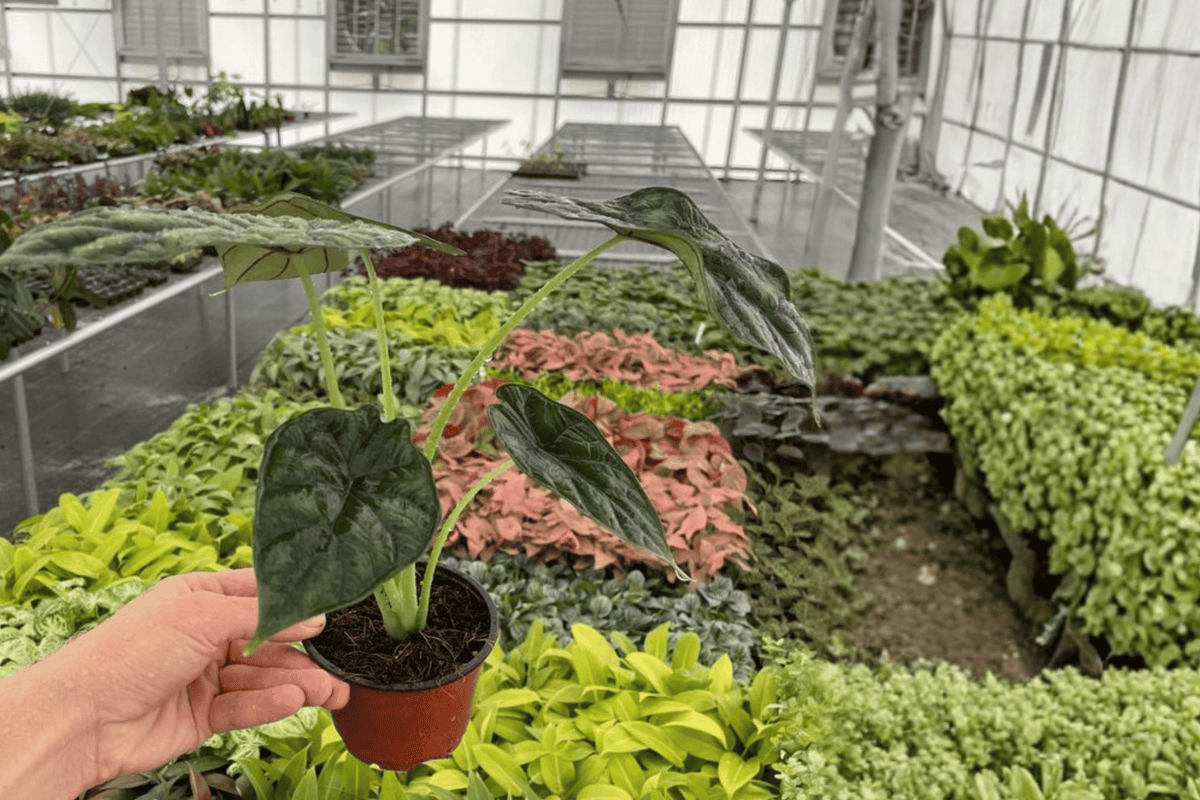 Alocasia baginda Dragon Scale 2-Plant 4-Inch Pot Live Set