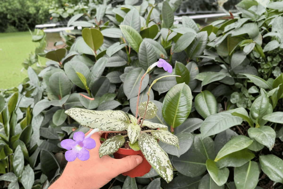Michaelmoelleria vietnamensis — 2 Live Plants in 4-Inch Pots (Potted)